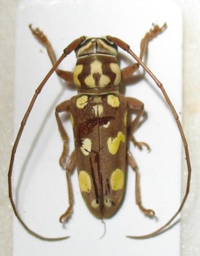 Prosopocera flavosignata